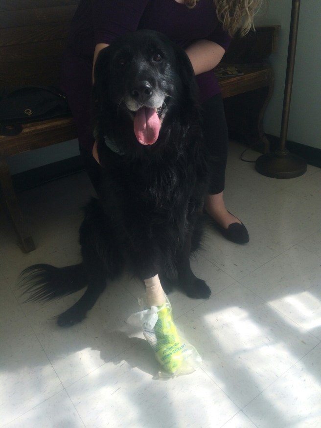 Emmy Vet (2) 4/16 image